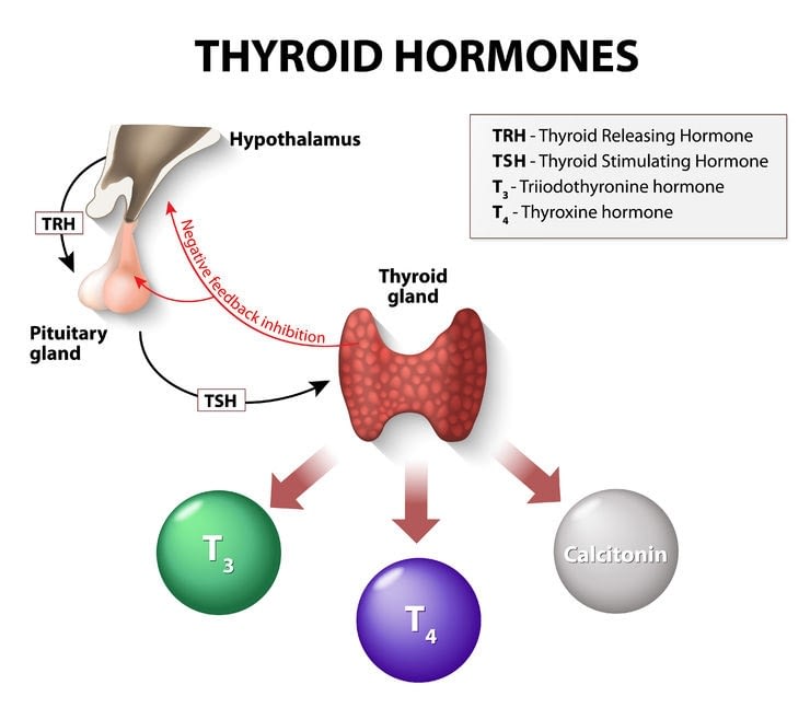 Types of thyroid cancer abdullah pharma